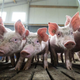 Pigs peering at camera